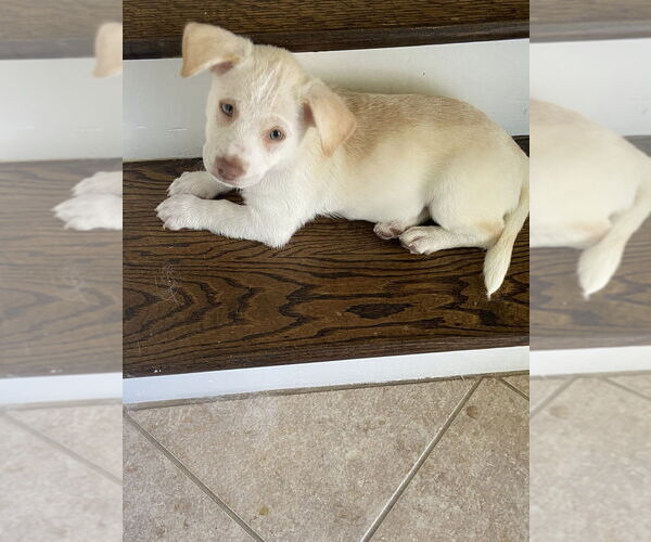 Medium Photo #1 Dachshund-Unknown Mix Puppy For Sale in Brewster, NY, USA