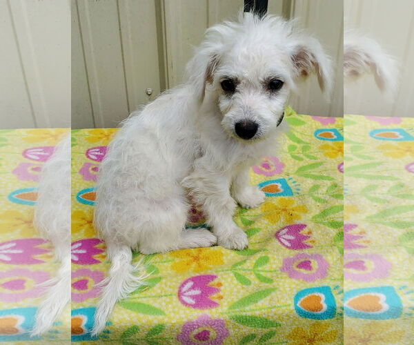 Medium Photo #2 Bichon Frise Puppy For Sale in Mountain View, MO, USA