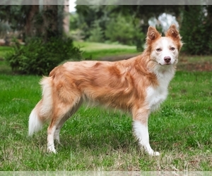 Mother of the Border Collie puppies born on 05/28/2025