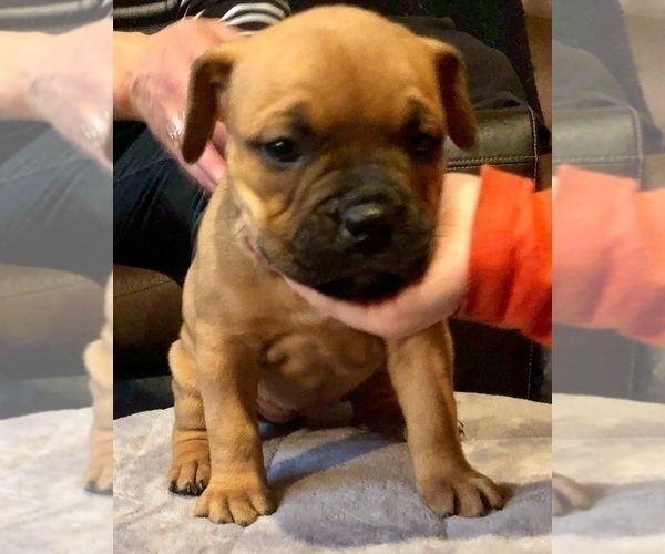 Medium Photo #3 American Pit Bull Terrier-English Bulldog Mix Puppy For Sale in BROOKINGS, OR, USA