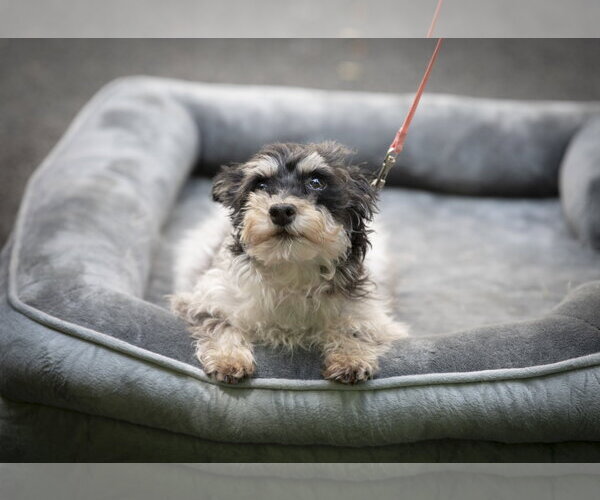 Medium Photo #5 Mutt Puppy For Sale in Arlington, VA, USA