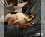 Small #6 Beagle-Coonhound Mix
