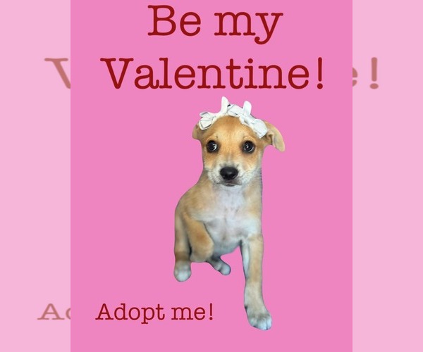 Medium Photo #4 Chihuahua-Unknown Mix Puppy For Sale in NYC, NY, USA