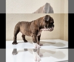 Small Photo #9 English Bulldog Puppy For Sale in BAKERSFIELD, CA, USA