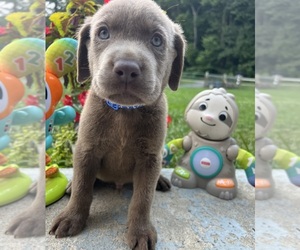 Labrador Retriever Puppy for Sale in NEOLA, West Virginia USA