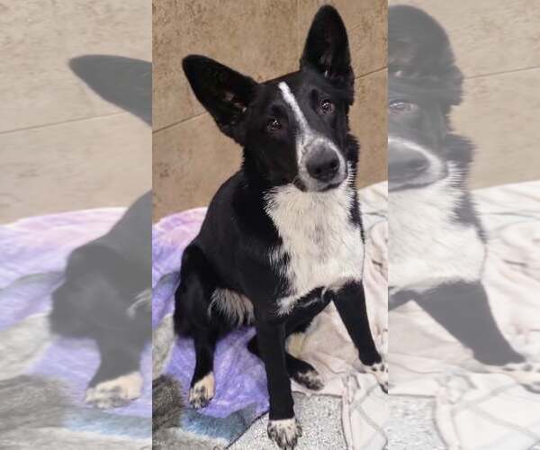 Medium Photo #6 Border Collie-Unknown Mix Puppy For Sale in Highland, IL, USA