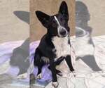Small Photo #6 Border Collie-Unknown Mix Puppy For Sale in Highland, IL, USA