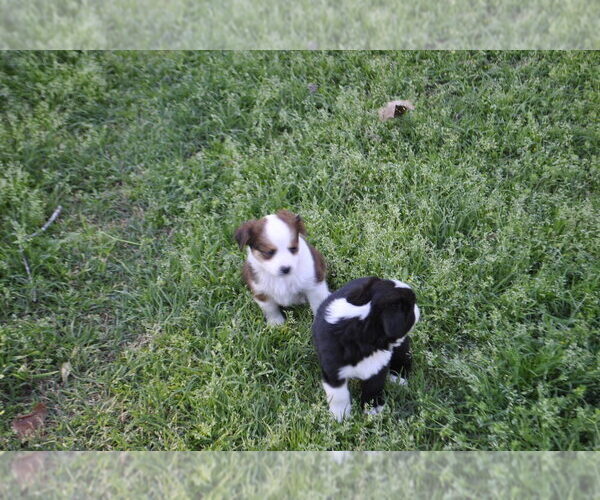 Medium Photo #14 Miniature Australian Shepherd Puppy For Sale in SWAN, TX, USA