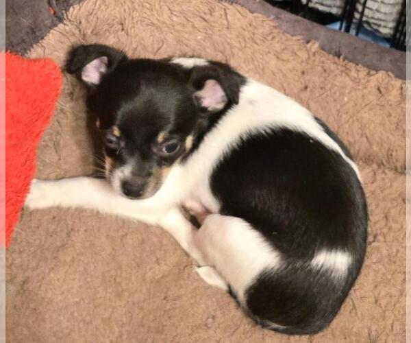 Medium Photo #7 Chihuahua Puppy For Sale in SPRINGFIELD, OH, USA