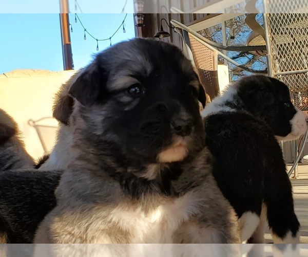 Medium Photo #18 Anatolian Shepherd Puppy For Sale in COMMERCE, TX, USA