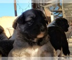 Small Photo #18 Anatolian Shepherd Puppy For Sale in COMMERCE, TX, USA