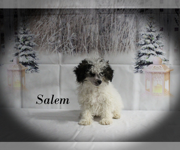 Medium Photo #2 Poodle (Toy) Puppy For Sale in CHANUTE, KS, USA