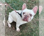Small Photo #1 French Bulldog Puppy For Sale in SALEM, OR, USA