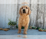 Small #1 Golden Retriever