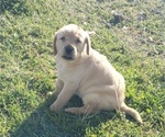 Small Photo #12 Labrador Retriever Puppy For Sale in TWIN FALLS, ID, USA