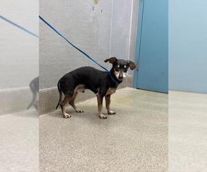 Dachshund-Unknown Mix Dogs for adoption in Las Vegas, NV, USA