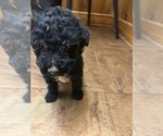 Puppy Puppy 1 Aussiedoodle
