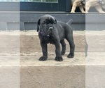 Puppy Purple girl Cane Corso