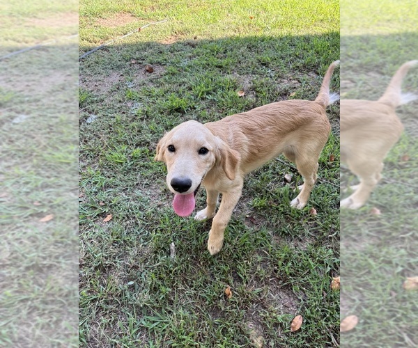Medium Photo #2 Flat Coated Retriever-Golden Retriever Mix Puppy For Sale in SOMERVILLE, AL, USA