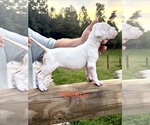 Small #1 Dogo Argentino