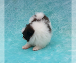 Small Photo #30 Pomeranian Puppy For Sale in PALM BCH GDNS, FL, USA