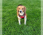 Small Beagle