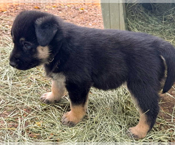 Medium Photo #4 Pyrenees Husky Puppy For Sale in Corona, CA, USA