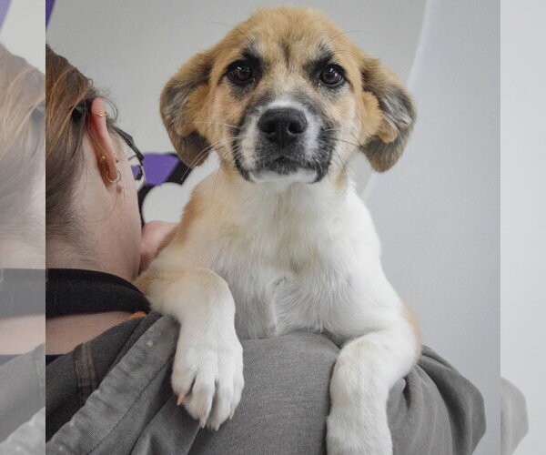 Medium Photo #5 Anatolian Pyrenees Puppy For Sale in Huntley, IL, USA