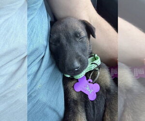 Sheila Rae- located in California - Female German Shepherd Dog-Unknown Mix Dog for Adoption - Photo #3
