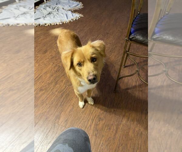 Medium Photo #7 Border Collie-Golden Retriever Mix Puppy For Sale in McDonough, GA, USA