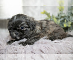 Small #3 Shih Tzu