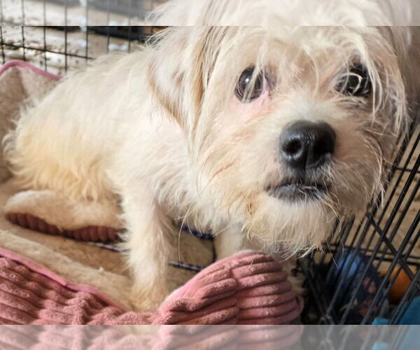 Medium Photo #4 Maltese-Norfolk Terrier Mix Puppy For Sale in San Antonio, TX, USA