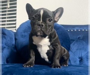 Medium French Bulldog