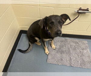German Shepherd Dog Dogs for adoption in Denver, CO, USA