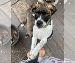 Boxer-Whippet Mix Dogs for adoption in Virginia Beach, VA, USA