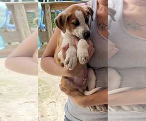 American Pit Bull Terrier-German Shepherd Dog Mix Puppy for sale in SILVER CREEK, NY, USA