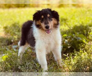 Collie Puppy for sale in ST PETERS, MO, USA