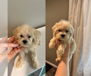 Maltipoo (Miniature) Puppy for sale in GREENVILLE, MI, USA