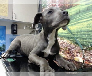 Mutt Dogs for adoption in Moreno Valley, CA, USA