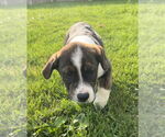 Small #2 Australian Shepherd-Great Pyrenees Mix