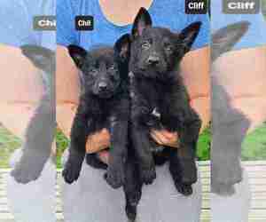 German Shepherd Dog Puppy for sale in KANSAS CITY, MO, USA
