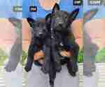 Image preview for Ad Listing. Nickname: C litter