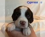 Small Photo #2 English Springer Spaniel Puppy For Sale in DILLSBURG, PA, USA