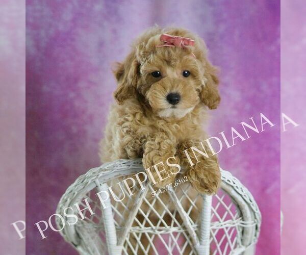 Medium Photo #7 Poodle (Toy) Puppy For Sale in WARSAW, IN, USA