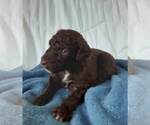Small Photo #30 Labradoodle-Poodle (Standard) Mix Puppy For Sale in GALION, OH, USA