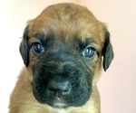 Puppy 3 Boxer-Poodle (Standard) Mix