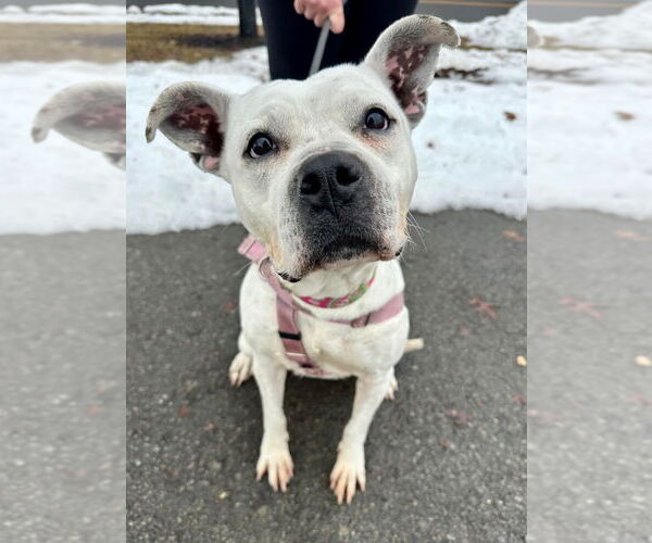 Medium Photo #2 American Staffordshire Terrier Puppy For Sale in Lawrenceville, NJ, USA