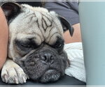 Small Photo #16 Pug-Unknown Mix Puppy For Sale in Corona, CA, USA