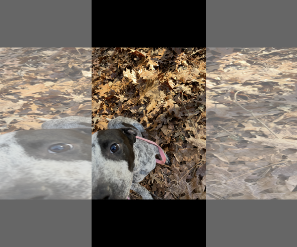 Medium Photo #1 Beagle-Catahoula Leopard Dog Mix Puppy For Sale in York, SC, USA