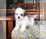 Maverick - Male Mal-Shi Puppy for Sale - Photo #7